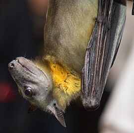 Straw-coloured fruit bat Facts for Kids