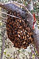 Bee swarm feb08
