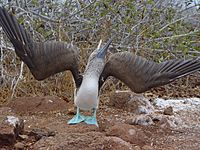 Blue-footed Booby (Sula nebouxii) -displaying