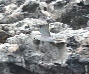 Blue-grey Noddy.jpg