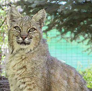 Bobcat1