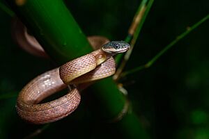 Boiga nigriceps, Red cat snake.jpg