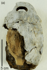 Bothriolepis sp. from Gogo Formation.png