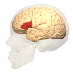 Broca's area Facts for Kids