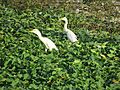 Bubulcus ibis in the Philippines 22