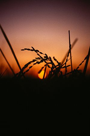 CSIRO ScienceImage 3576 Rice panicle at sunset