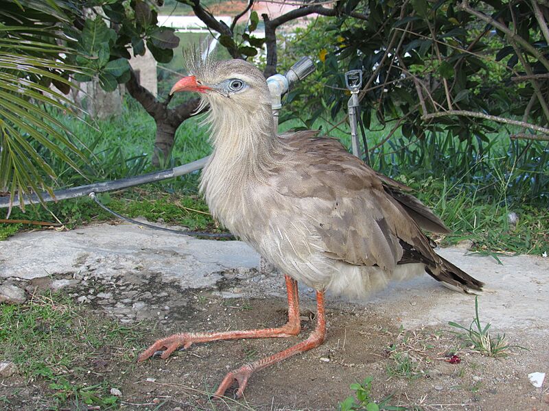 Cariama cristata-seriema-01