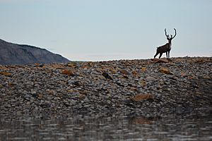 Caribou on the Colville River. North Slope, Alaska