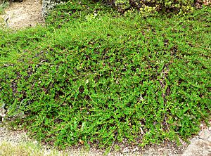 Ceanothus hearstiorum 1
