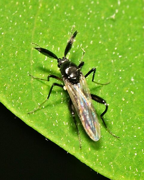 Ceratopogonidae.male