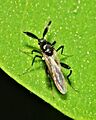 Ceratopogonidae.male