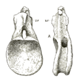 Cetiosauriscus dorsal