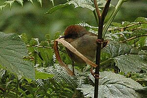 Chubbs cisticola.jpg