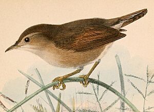 Cisticola brachypterus brachypterus 1870.jpg