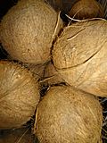 Coconut (Cocos nucifera).JPG