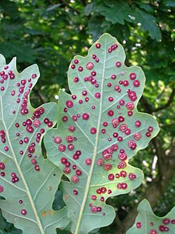 Common Spangle gall