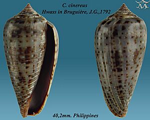 Conus cinereus 1