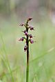 Corunastylis nuda