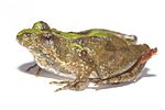 Cricket frog (Acris crepitans)