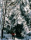 A cross-country skier in red beneath a pine tree covered in a heavy snow