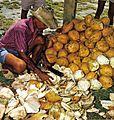 Cutting coconuts Seychelles