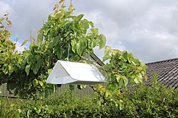 Cydia pomonella trap hanging in tree 2012-06