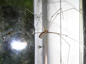 6 Surprising Characteristics Of The Daddy Long Legs