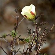 Desert Rosemallow - Flickr - treegrow