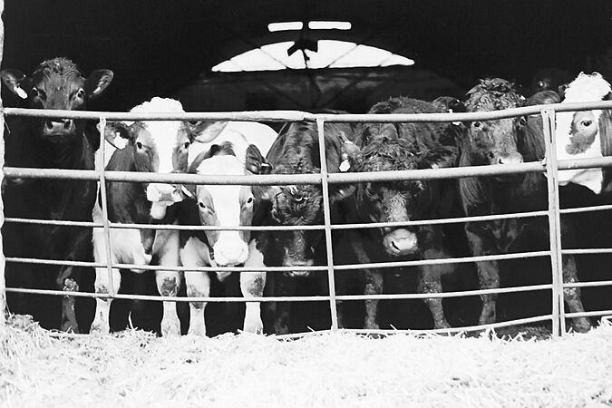 Dl23tx denton livestock 1990