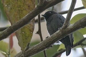 Dusky Tit 114ND500 DSC2924