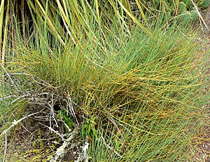 Ephedra californica 1.jpg