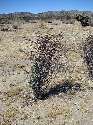 Eriogonum plumatella whole plant Photo by Jules Jardinier 1800x24000pix.jpg