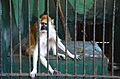 Erythrocebus patas at Giza Zoo by Hatem Moushir 1
