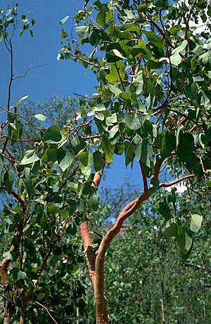 Eucalyptus bigalerita