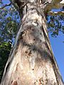 Eucalyptus camaldulensis - trunk bark