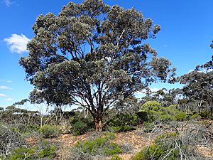 Eucalyptus densa.jpg