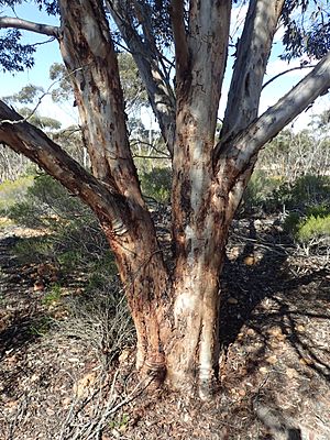 Eucalyptus densa bark
