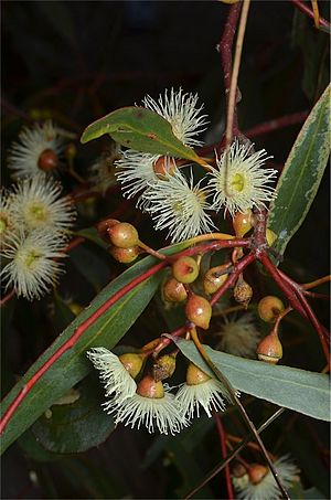 Eucalyptus leucoxylon buds