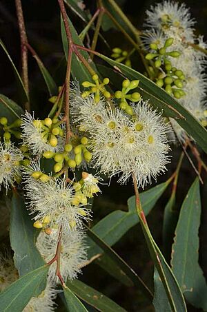 Eucalyptus pilligaensis buds