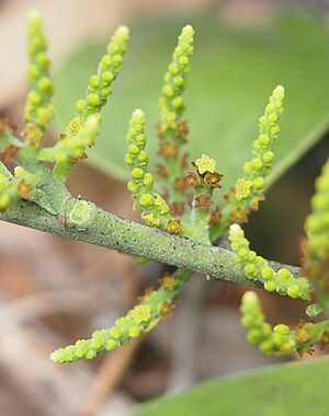 Exocarpos latifolius flowers 1