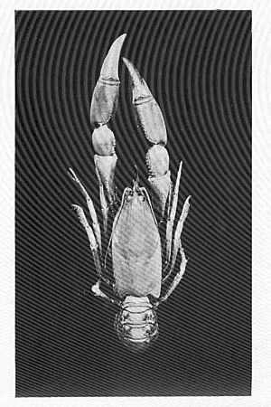 FMIB 46484 Land Crayfish, Eugaeus cunicularis, Tasmania.jpeg