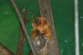 Golden Lion Tamarin At Potawatomi Zoo