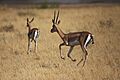 Grant's gazelles in Kenya, Don Macauley