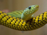 Green, yellow snake.jpg