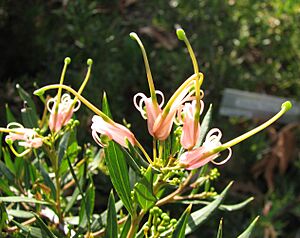 Grevillea Forest Rambler