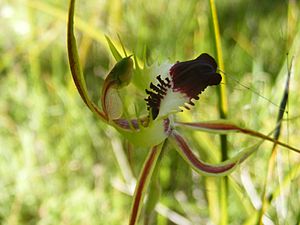 Hairy Spider Orchid.JPG