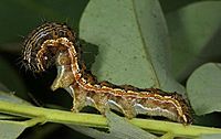 Helicoverpa armigera larva