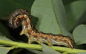 Helicoverpa armigera larva