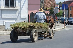 Horse-drawn transport forage Romania