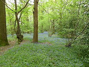 House Copse (3)